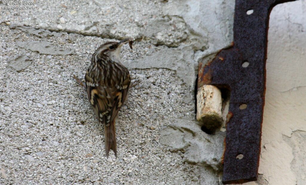 Short-toed Treecreeperadult