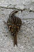 Short-toed Treecreeper