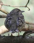 Mistle Thrush