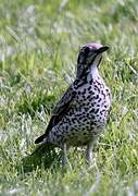 Mistle Thrush