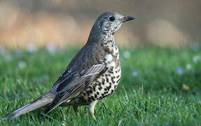 Mistle Thrush