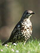 Mistle Thrush