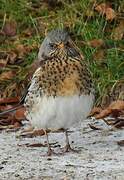 Fieldfare