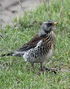 Fieldfare