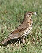 Song Thrush