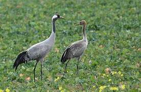 Common Crane