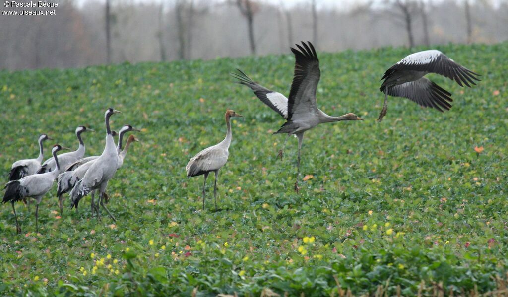 Common Crane