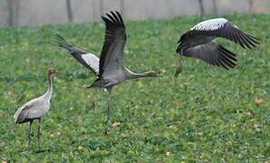 Common Crane