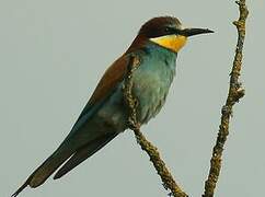 European Bee-eater