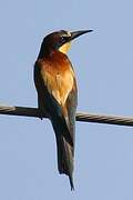 European Bee-eater