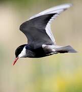 Whiskered Tern