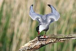 Whiskered Tern