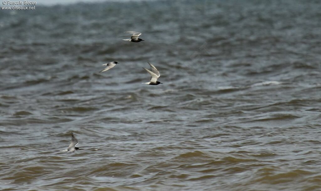 Black Tern, Flight