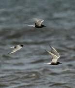 Black Tern