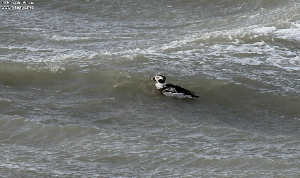 Long-tailed Duck male adult