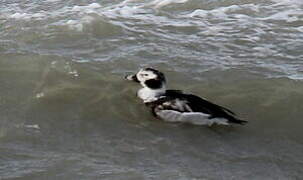 Long-tailed Duck