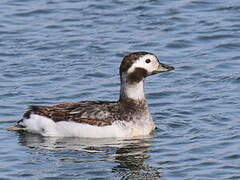 Long-tailed Duck