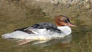 Common Merganser