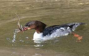 Common Merganser