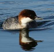 Smew