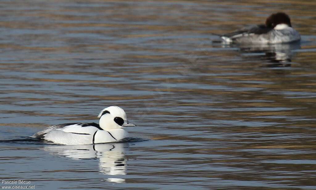 Smew male adult breeding, pigmentation, swimming