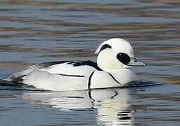 Smew