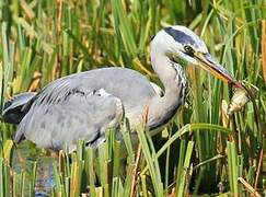 Grey Heron