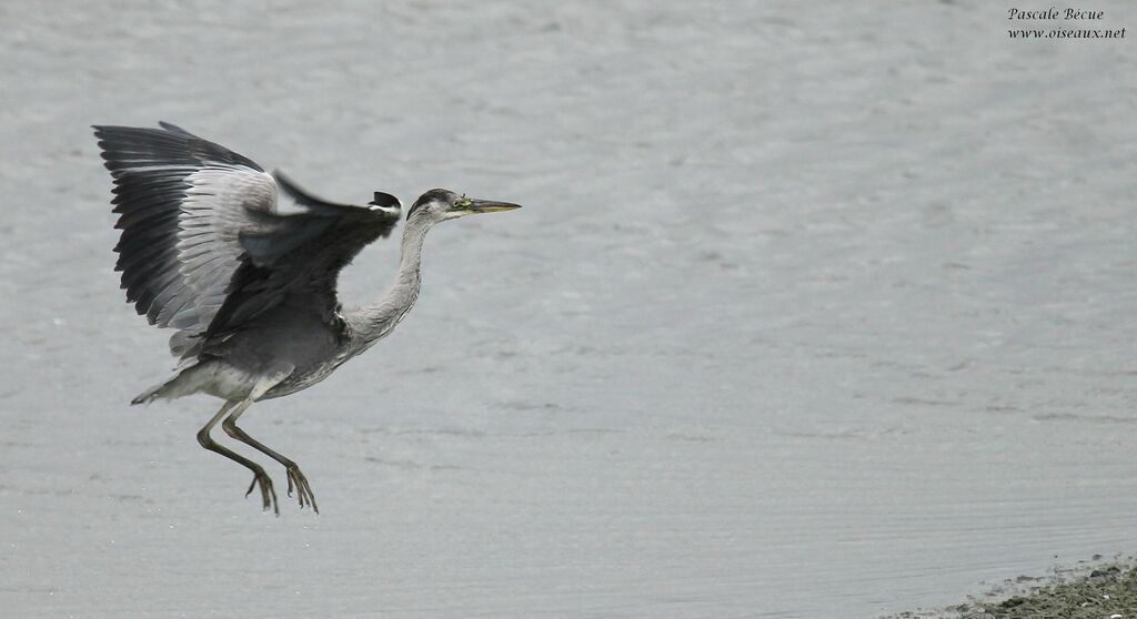 Grey Heronimmature