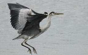 Grey Heron