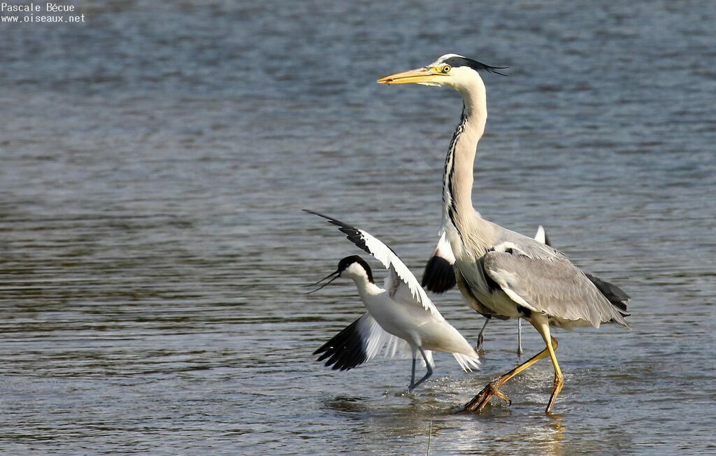 Grey Heronadult breeding