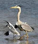 Grey Heron