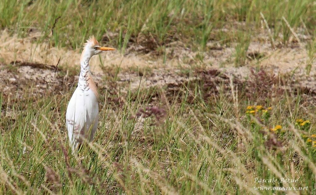 Western Cattle Egretadult breeding