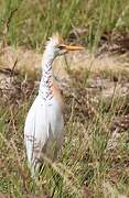 Western Cattle Egret