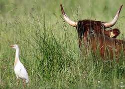 Western Cattle Egret