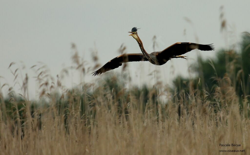 Purple Heronadult, Flight