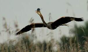 Purple Heron