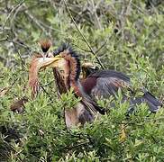 Purple Heron