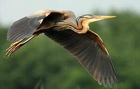 Purple Heron