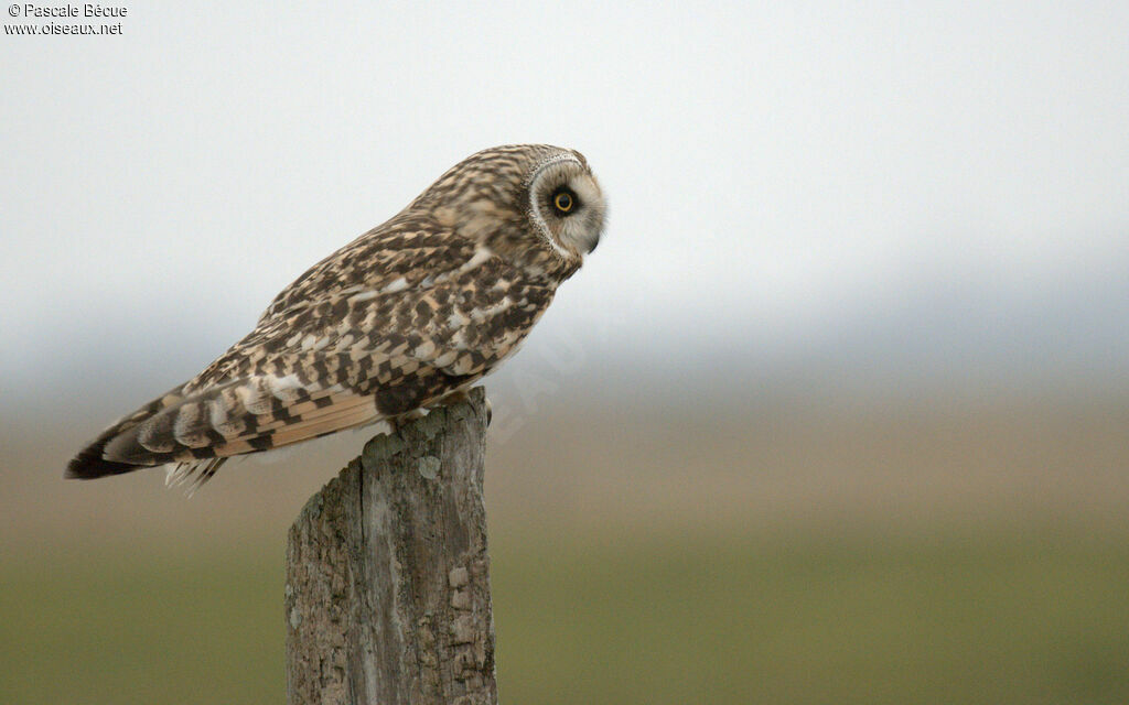 Short-eared Owladult