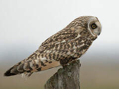 Short-eared Owl