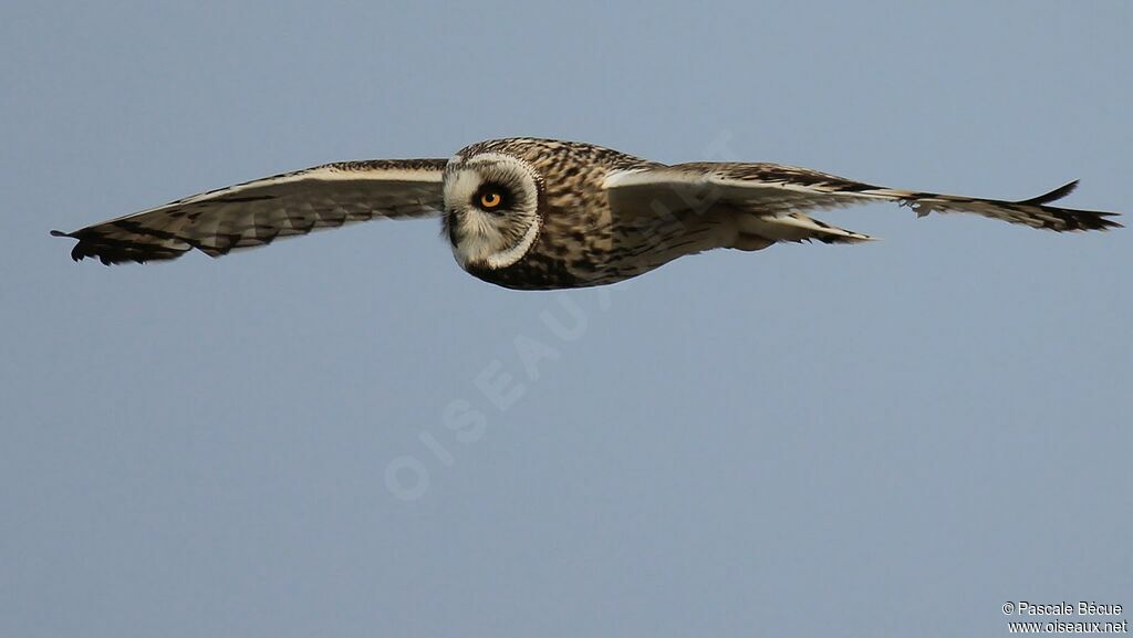 Short-eared Owladult, Flight