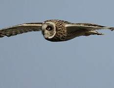 Short-eared Owl