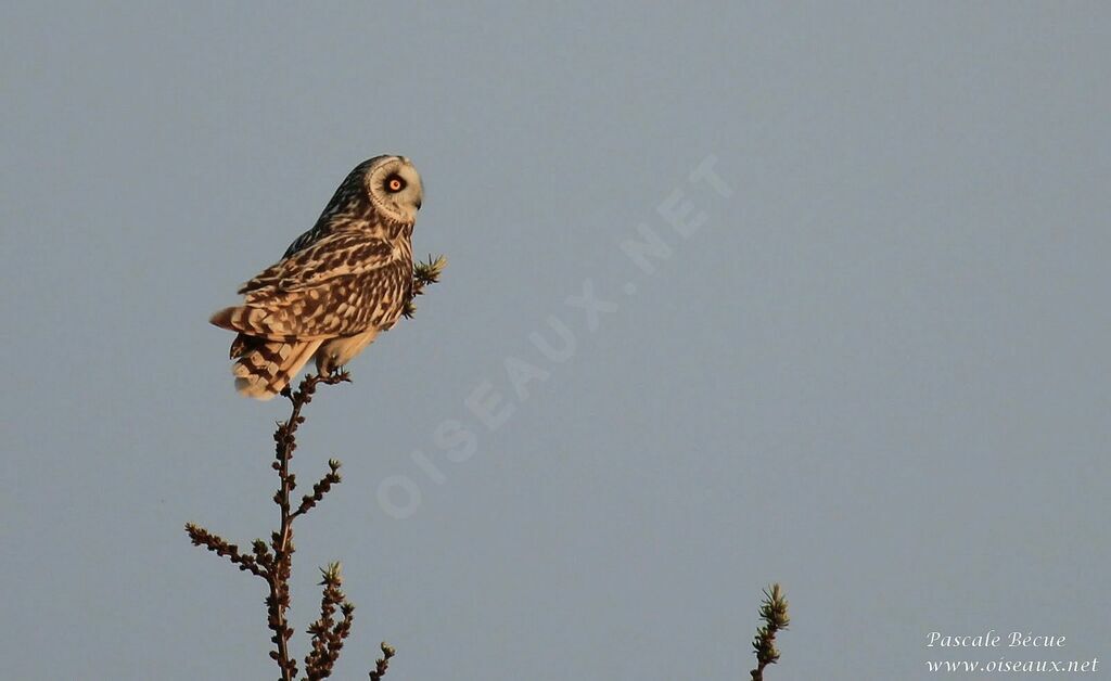 Short-eared Owladult