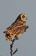 Short-eared Owl