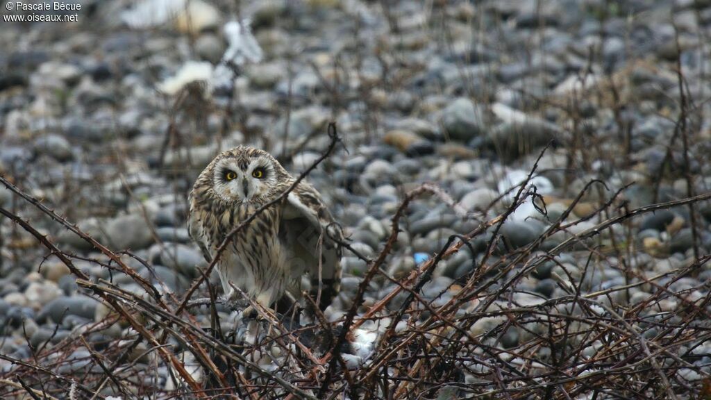 Hibou des marais