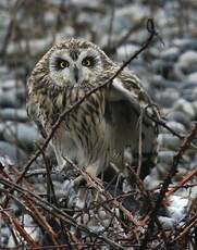 Hibou des marais