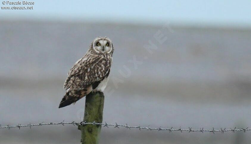 Hibou des maraisadulte