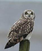 Short-eared Owl