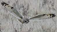 Hibou des marais