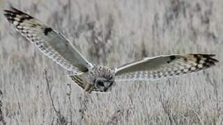 Short-eared Owl